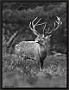 Edelhert, Red Deer, Cervus elaphus Location: the Netherlands edelhert 7D 2916 staand BW kopie